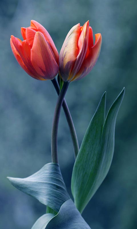 【星空综合】2016成都锦西中学艺体生招生简章-成都小升初(图3) 星空·综合体育